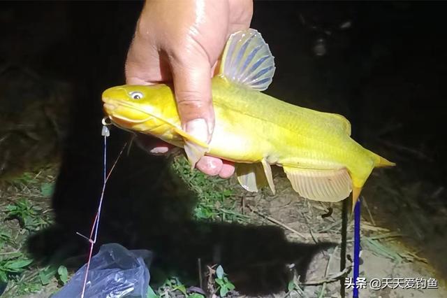 库钓黄尾鱼夜钓黄尾鱼的最佳钓法，夏季野钓黄颡鱼