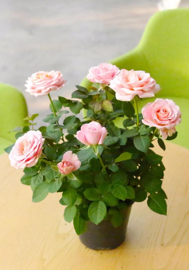 七夕33朵玫瑰花语，<浪漫的数字背后隐藏的秘密>