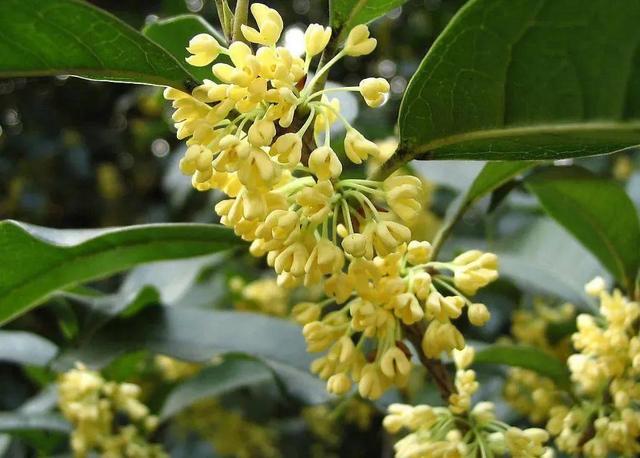 不负年华不负卿，秋去冬来留不住年华不负卿（不负韶华不负卿）