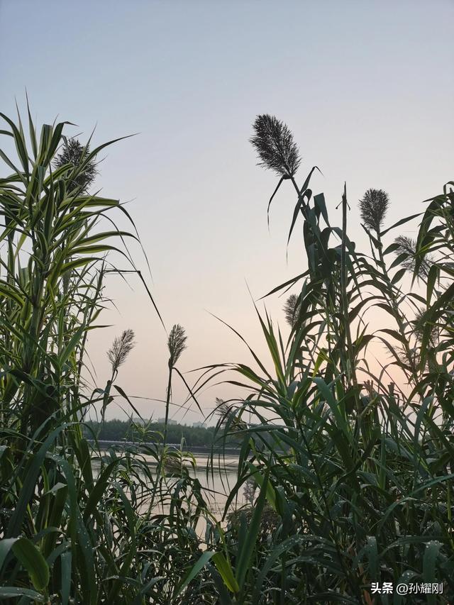 春天芦苇花的样子，秋天的芦苇花
