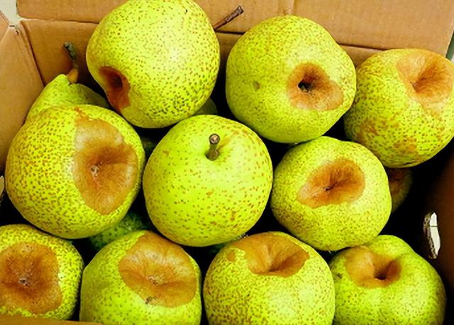 母梨和公梨的区别，是公梨好吃还是母梨好吃