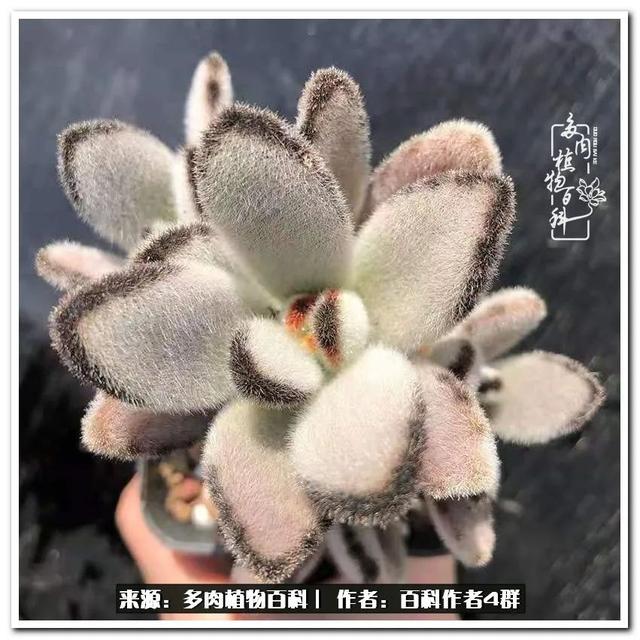 好养的容易上色的景天科多肉，景天科常见多肉图鉴不完全版D系列