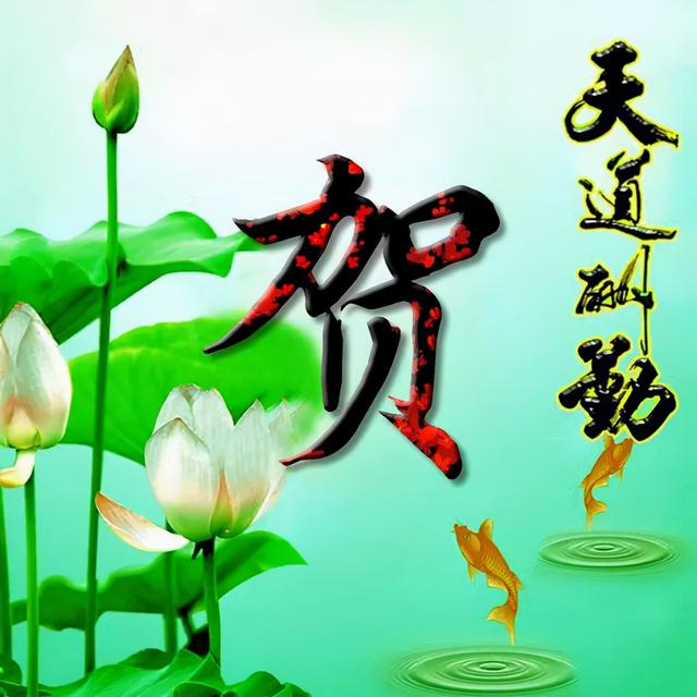 荷花头像图片大全，荷花头像高清图