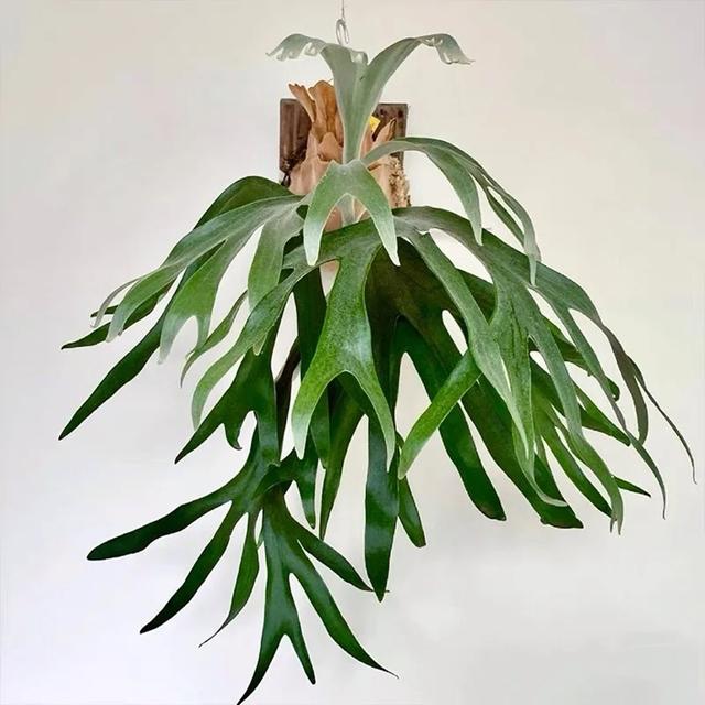 花期长的网红植物，年年是“开花机器”