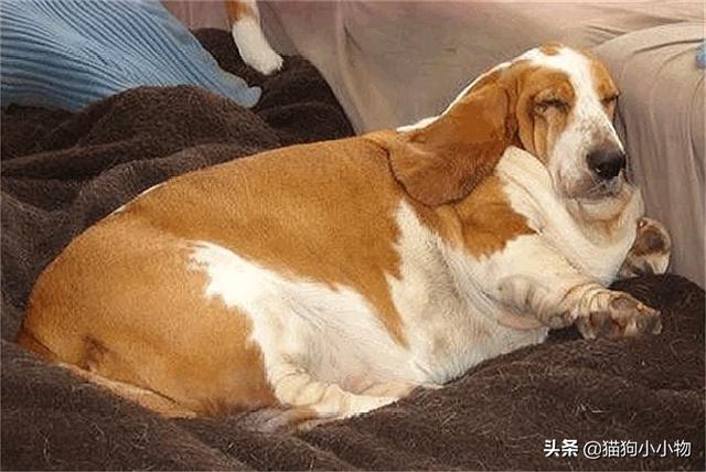 公狗刚刚开始发育有什么反应，狗狗发情会有哪些表现