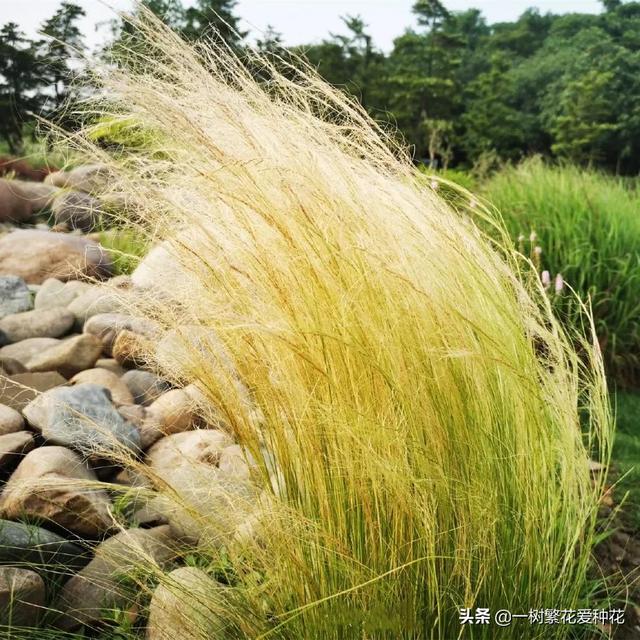 适合庭院养的草花，25种观赏草观叶赏花