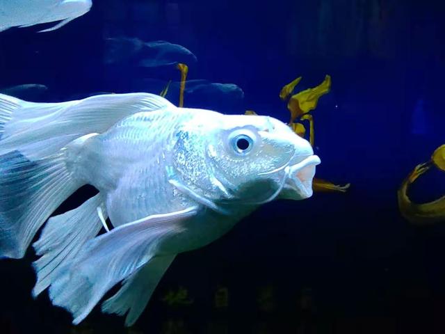 鱼几天喂一次比较好，正确的喂鱼几天喂一次呢