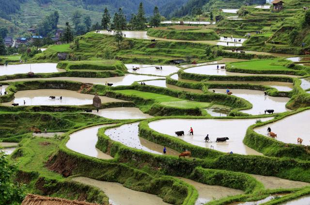 贵州旱稻种植，贵州古稻种植不完全地图