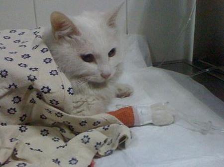 猫瘟会传染给人吗，猫瘟很容易传染吗