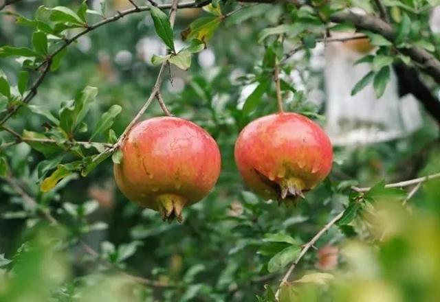 石榴品种哪种最好，什么品种的石榴好种（中国最好吃的石榴前五名）