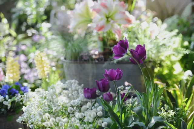 法式花园如何欣赏，海妈花园访问阳台花园满分案例