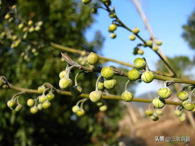 冬天野生山胡椒，白胡椒和黑胡椒哪个好