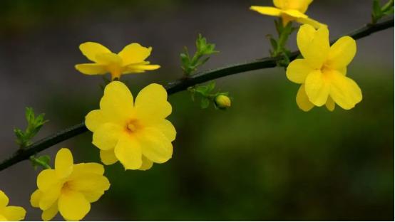 春有百花盘点常见的67种，百花名称图（清明踏青常见花种你认识多少）