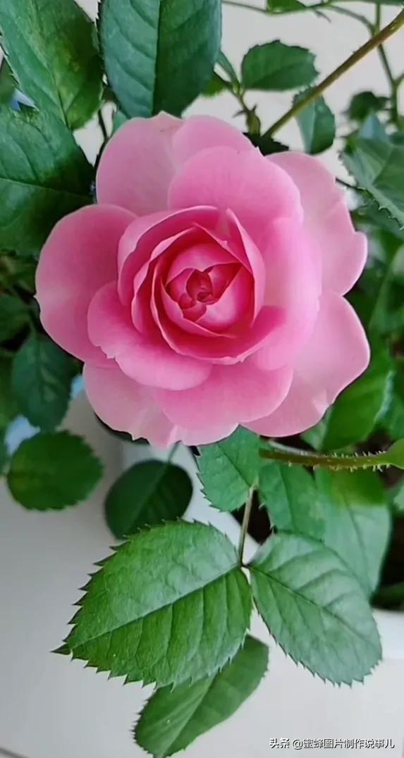 精美高清鲜花壁纸，漂亮鲜花送给您