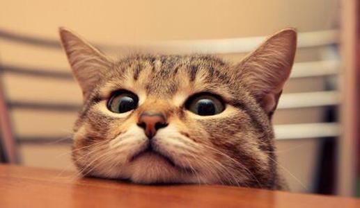 分享一些科学养猫的小知识，这些猫咪冷门性