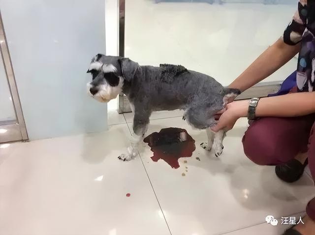 狗狗能吃西兰花吗，狗狗到底能不能吃蔬菜水果（狗狗饮食“红黑榜”）