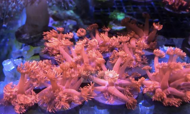 海缸新手教程，海缸入门介绍