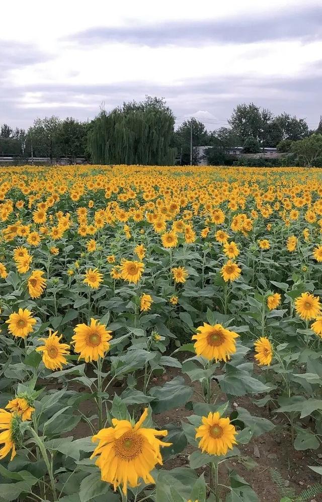 粉黛草向日葵彼岸花海...成都有多少惊喜，粉黛花海花期50天