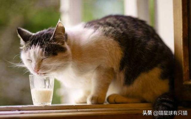 猫咪可以喝什么奶，猫可以喝什么牛奶（其实小奶猫本身可以喝牛奶）