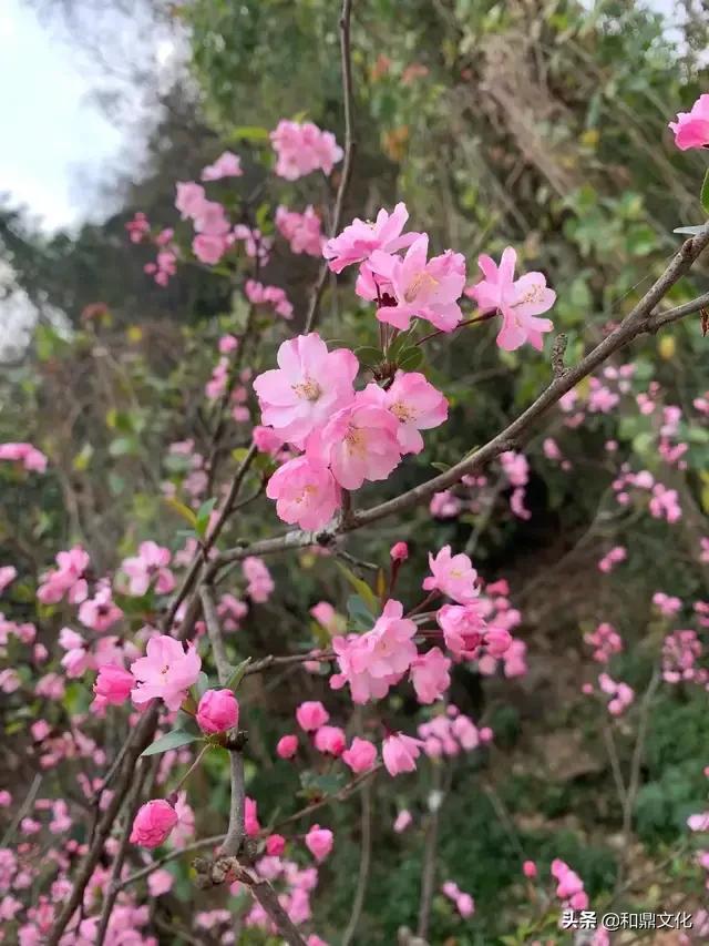 红楼梦林黛玉葬花的原因，刘姥姥揭开林黛玉死因