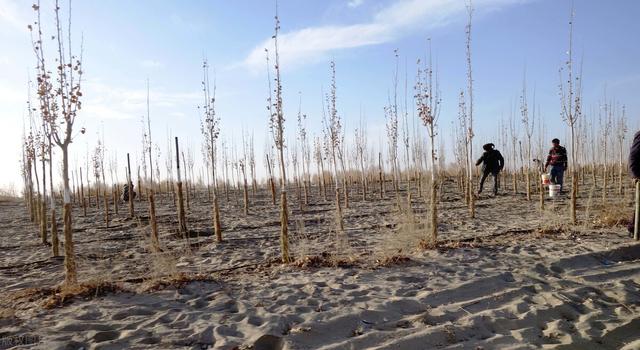 沙漠绿化知识，沙漠绿化种草比种树省水又固沙