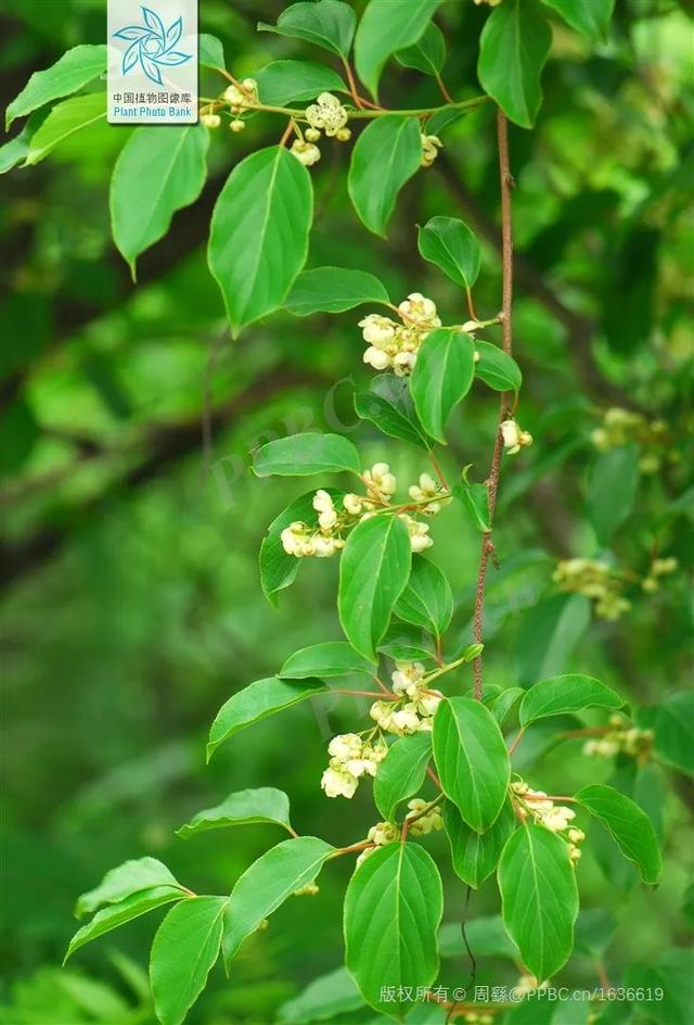 脆香枣子，别样软枣子
