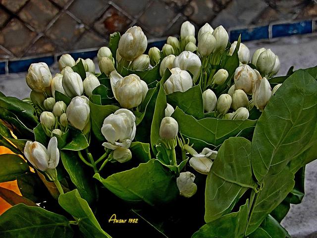 茉莉花代表的寓意是什么,好一朵茉莉花象征 茉莉花代表的寓意是什么,好一朵茉莉花象征