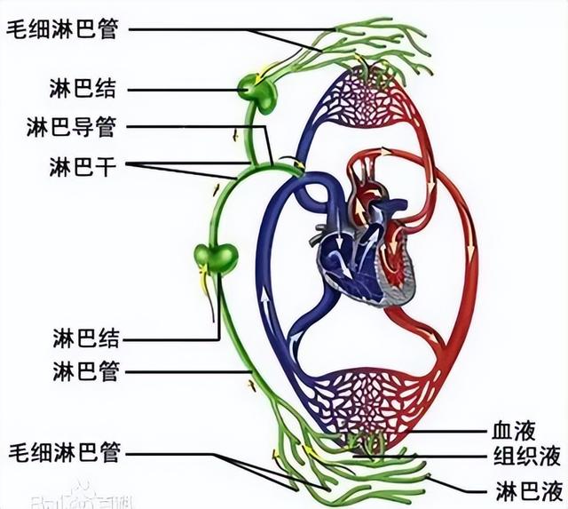 淋巴 肥胖(淋巴肥大能引起什么症状)