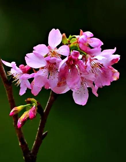 樱花花期说明图，樱花什么时候开花