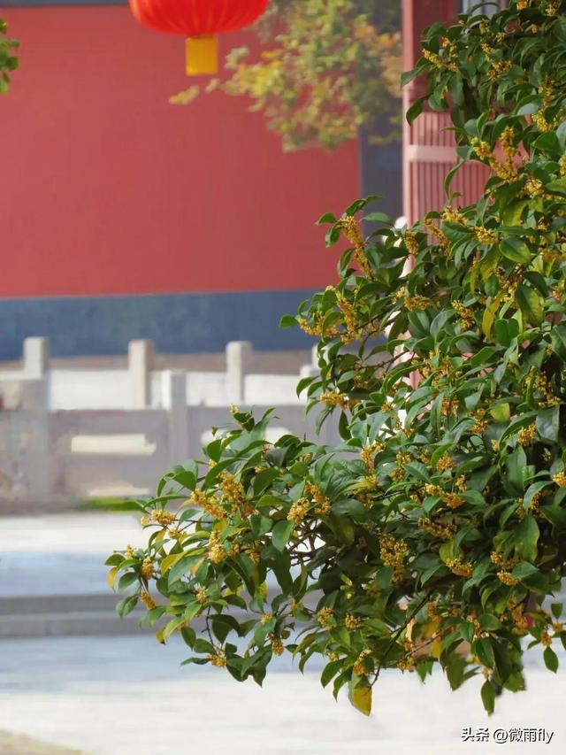 南京初秋7个赏桂花打卡地，南京赏桂花