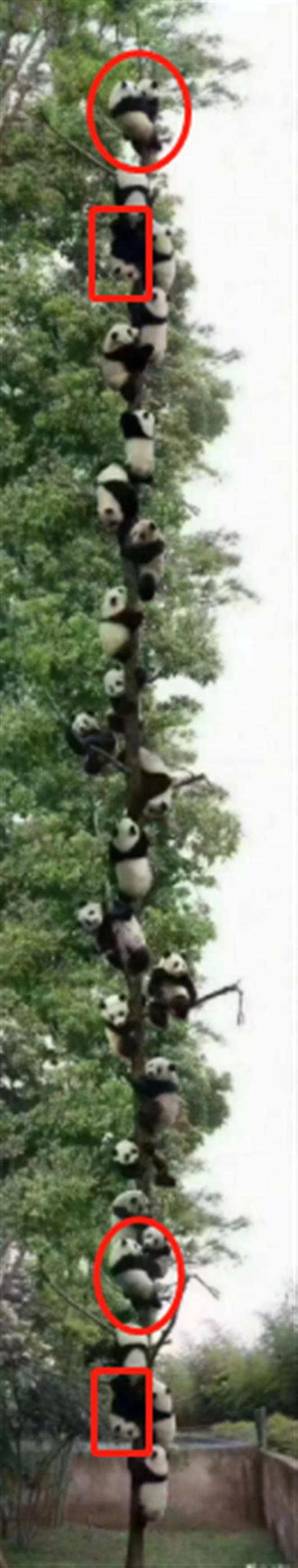 雅安地震熊猫爬树场景，雅安27只大熊猫爬同一棵树躲避地震