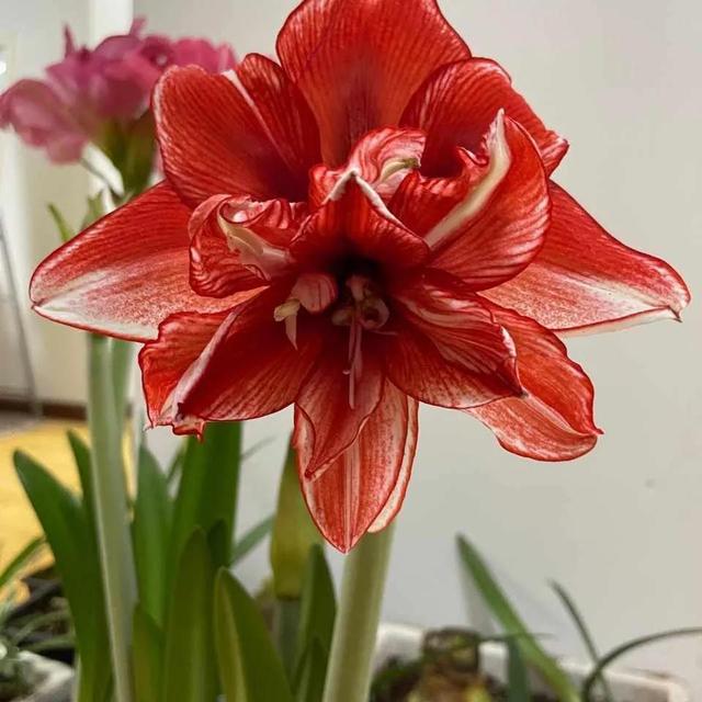 营养土怎么养才会爆盆，换下的旧土别扔