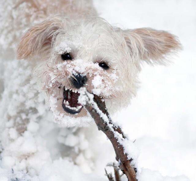 狗狗换牙顺序图解，狗狗的换牙期一般在几个月（狗狗换牙小知识，你知道几个）