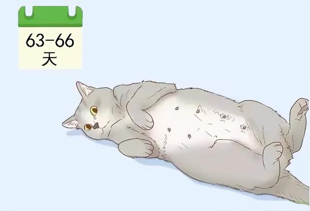 猫咪怀孕到下崽需要多久，猫咪生孩子也有最佳年龄