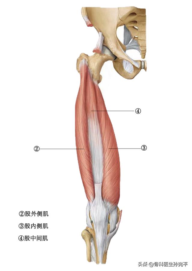腿部肌肉解剖断面立体结构图，最全面的下肢肌肉解剖图谱