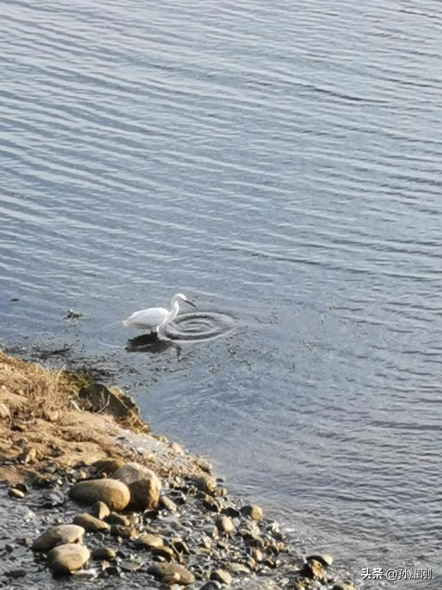 春天芦苇花的样子，秋天的芦苇花