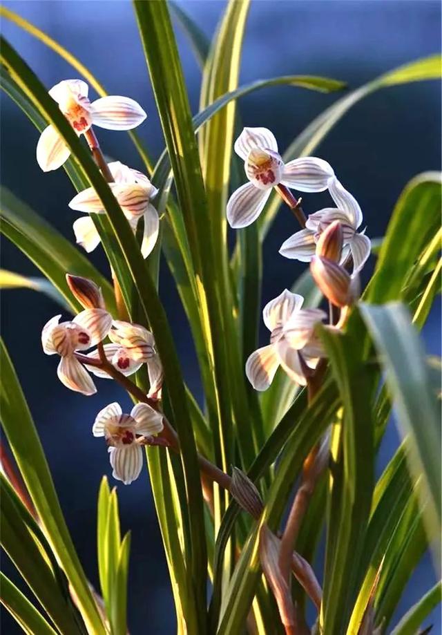 养兰花什么植料最好，这“3种”植料