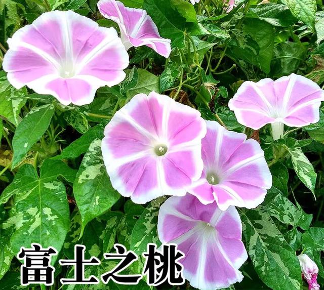 做梦也没想到牵牛花能开成这个样子，斗牛牛心脏（周公解梦：梦见这四种花草）