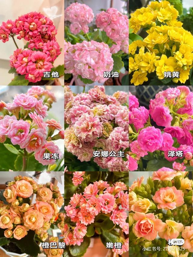 花开富贵是什么花，代表富贵和幸福的花（“有灵气”的2种花）