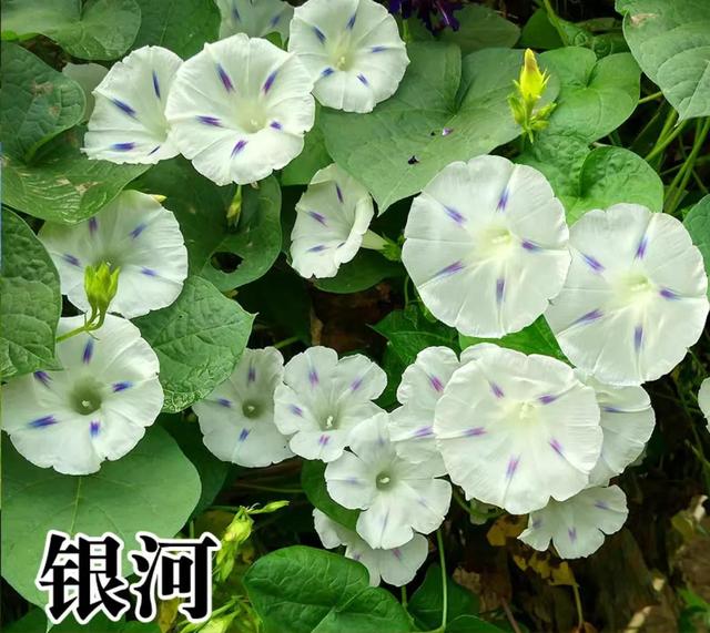 做梦也没想到牵牛花能开成这个样子，斗牛牛心脏（周公解梦：梦见这四种花草）