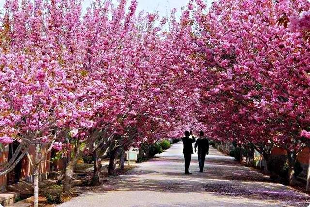 樱花花期说明图，樱花什么时候开花