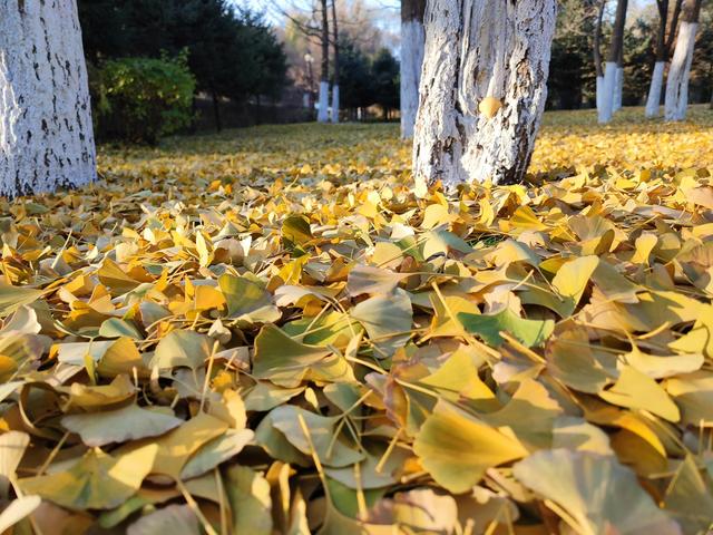 东陵区郊野公园，沈阳东陵郊野公园的美景真好