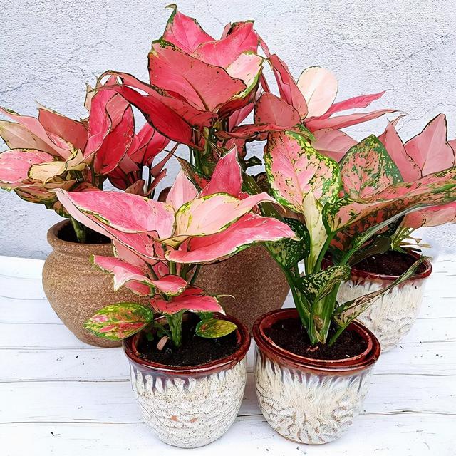 春节花卉品种大全大图，春节遇花期，五彩斑斓过新年