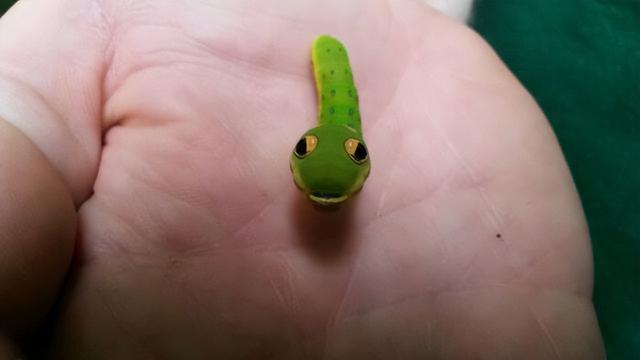 世界上十大最奇怪昆虫，花螳螂被认为是最美丽的昆虫