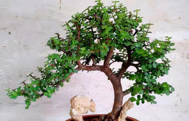 金枝玉叶如何造型，金枝玉叶盆景造型剪枝方法（金枝玉叶要塑形）