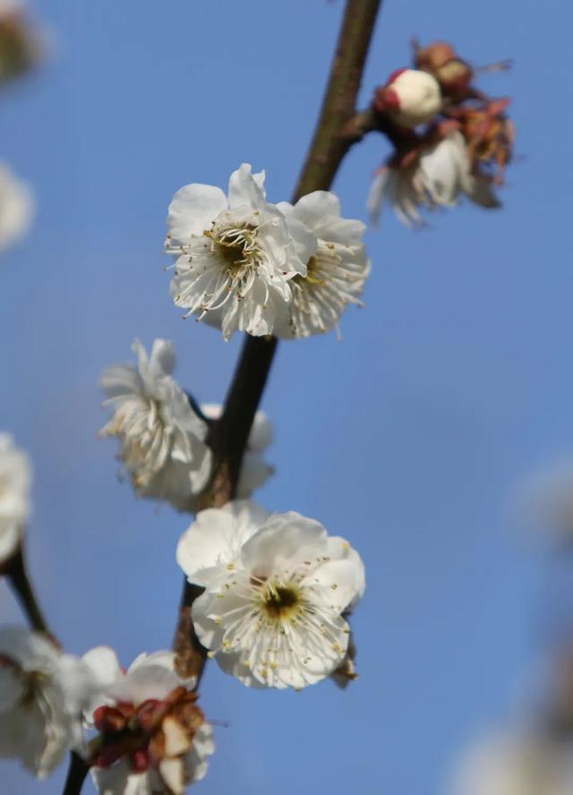 什么梅花品种好，梅花哪个品种比较好看