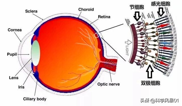 人类眼睛放大后是什么样子，人眼像素高达5.76亿