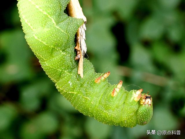 盘点童年玩过的十种昆虫，童年玩过的10种昆虫