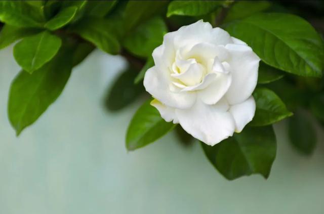 养栀子花的寓意是什么，栀子花的寓意和象征风水