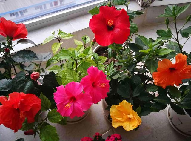 什么花好看又好养，开花好看又好养的花卉（种一盆好看又好养）